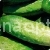 Cucumber Monica
