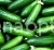 Cucumber Cartridge