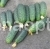 Cucumber Aa
