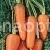 Морковь Сиркана