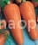Carrot Chanson royal