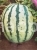 Watermelon Borisfen