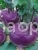 Cabbage Kohlrabi Violetta