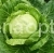 Cabbage Kubanochka