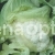 Cabbage Casper F1 (color)