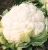 Cabbage Vinson F1 (color)
