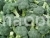 Cabbage Dwarf (broccoli)