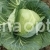 Cabbage Flash