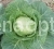 Cabbage Head garden