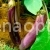 Баклажан Лонг пурпур