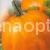 Pumpkin Gilea