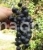 Grapes Ruby Magaracha