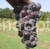 Grapes Concord