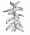 Кактусы  Пейрескиопсис (Peireskiopsis Br.  et R)
