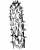 Кактусы  А.  цилиндрика A.  cylindrica (Lamarck. ) Backbg. 
