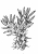 Cacti (cacti care) A .  Subulyata A .  Subulala (Miihlpfrdt .  ) Backbg .