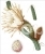 Cacti (cacti care) C .  Grandiflorus .  S .  Grandiflorus (L .  ) Br .  El R .