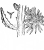 Кактусы  X.  пурпузи.  H.  purpusii (Wgt. ) Br.  et R. 