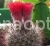 Cacti (cacti care) N .  Mikrosperma .  P .  Inicrosptrma (Web .  ) Speg .