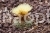 Cacti (cacti care) H .  Gabulyaris .  N .  Tabularis (Cels ex K .  Sch .  ) Berg .