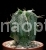Cacti (cacti care) A .  Ornatum .  A .  Ornatum (DC .  ) Web .