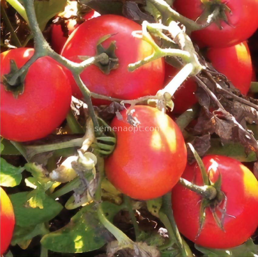 Tomato seeds heinz 1370 sold in bag of 30 seeds in bio process