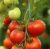 Tomatoes Cooperative