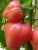 Tomatoes Bullish heart pink and raspberry
