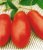 Tomatoes CX-1 Rudas