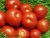 Tomatoes Volgogradets