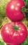 Tomatoes Pink cheeks