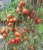 Tomatoes De Barao red