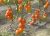 Tomatoes De Barao Orange