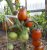 Tomatoes De Barao Black