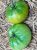 Tomatoes Emerald apple