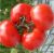 Tomatoes Slavic Masterpiece