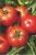 Tomatoes Union 21