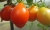 Tomatoes Kmitsits