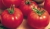 Tomatoes Sakhalin