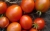 Tomatoes Angelica