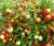 Tomatoes Blagovest F1