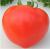 Tomatoes Dolphin F1