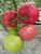 Tomatoes Donna Rosa F1