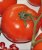 Tomatoes Margarita F1