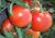 Tomatoes Milady F1