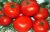 Tomatoes New Kuban
