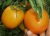 Tomatoes Orange F1