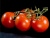 Tomatoes Excellent 176