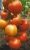 Tomatoes Overture NC-F1