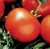 Tomatoes Shagane F1